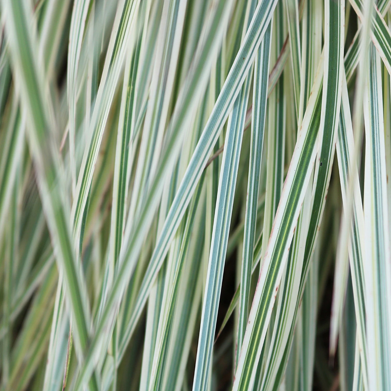 Shining Star™ Bluestem Grass 2 Shining Star™ Bluestem Grass - Image 2