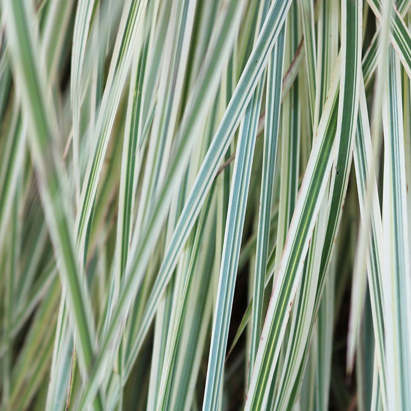 Shining Star™ Bluestem Grass 3 Shining Star™ Bluestem Grass - Image 3