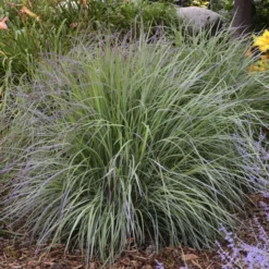 'Twilight Zone' Little Bluestem Grass -Great Garden Plants Shop Schizachyrium TwilightZone LittleBluestem