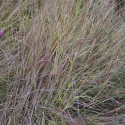 'Twilight Zone' Little Bluestem Grass -Great Garden Plants Shop Schizachyrium TwilightZone LittleBluestem 3