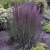 Prairie Winds® 'Blue Paradise' Bluestem Grass