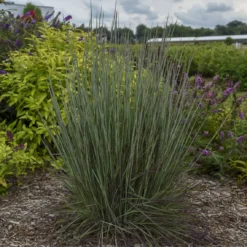 Prairie Winds® 'Blue Paradise' Bluestem Grass -Great Garden Plants Shop Schizachyriumscoparium BlueParadise PP28145CPBR56500002highres sw