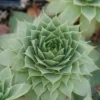 'Hopewell' Hens & Chicks