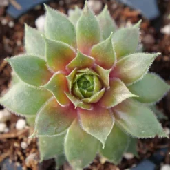 'Kalinda' Hens & Chicks