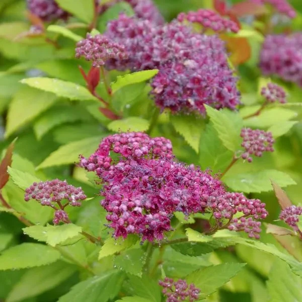 Double Play® Dolly™ Spirea 2 Double Play® Dolly™ Spirea - Image 2
