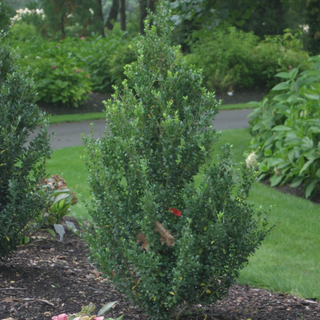 Sky Box® Japanese Holly 1 Sky Box® Japanese Holly