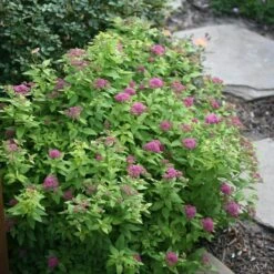 Double Play® Gold Spirea -Great Garden Plants Shop Spiraea Double Play Gold 3 P sw