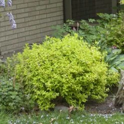 Double Play® Gold Spirea -Great Garden Plants Shop Spiraea Double Play Gold 4 P sw