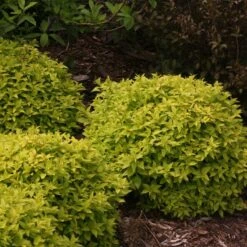 Double Play® Gold Spirea -Great Garden Plants Shop Spiraea Double Play Gold 5 P sw
