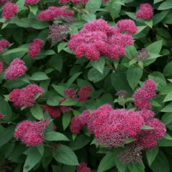 Double Play® Red Spirea -Great Garden Plants Shop Spiraea Double Play Red 3 P sw