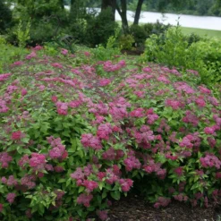 Double Play® Red Spirea -Great Garden Plants Shop Spiraea Double Play Red 4 P sw