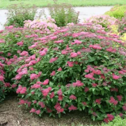 Double Play® Red Spirea -Great Garden Plants Shop Spiraea Double Play Red 5 P sw