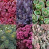 Succulent Ground Cover Collection