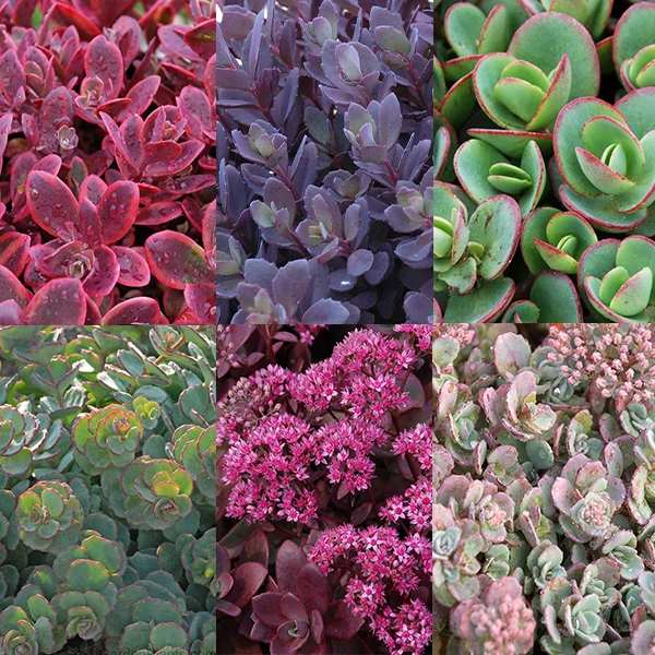 Succulent Ground Cover Collection 1 Succulent Ground Cover Collection
