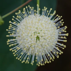 Sugar Shack® Buttonbush -Great Garden Plants Shop SugarShackFlowers2