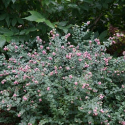 Proud Berry® Coralberry 6 Proud Berry® Coralberry -Great Garden Plants Shop Symphoricarpos Proud Berry 3