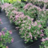 Bloomerang® Dwarf Purple Reblooming Lilac
