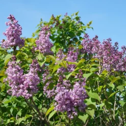 Scentara® Double Blue Lilac -Great Garden Plants Shop Syringa Scentara Double Blue 3 P