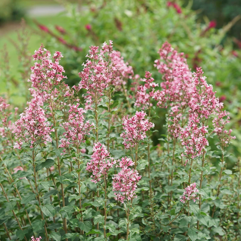 Bloomerang Ballet™ Lilac 2 Bloomerang Ballet™ Lilac - Image 2