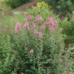 Bloomerang Ballet™ Lilac 8 Bloomerang Ballet™ Lilac -Great Garden Plants Shop SyringaBloomerangBalletDSC09297 800x800 17c1303