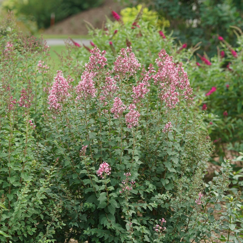 Bloomerang Ballet™ Lilac 3 Bloomerang Ballet™ Lilac - Image 3