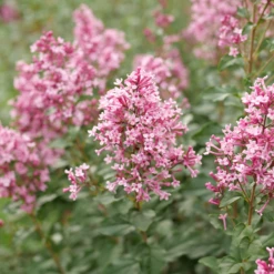 Bloomerang Ballet⢠Lilac