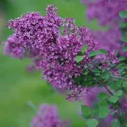 Bloomerang® Dark Purple Reblooming Lilac 9 Bloomerang® Dark Purple Reblooming Lilac -Great Garden Plants Shop SyringaBloomerangDarkPurpleDSC03180 800x800 64476ad