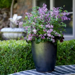 Bloomerang® Dark Purple Reblooming Lilac 10 Bloomerang® Dark Purple Reblooming Lilac -Great Garden Plants Shop SyringaBloomerangDarkPurpleIMG 8948 800x800 b73a99c