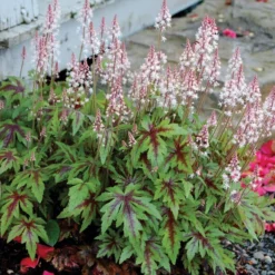 'Sugar & Spice' Foamflower -Great Garden Plants Shop TIASS1Q 1