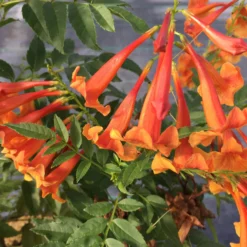 Chicklet™ Orange Trumpet Bush -Great Garden Plants Shop TecomaChickletOrangeIMG 2119