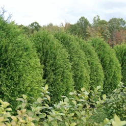Cheer Drops™ Arborvitae -Great Garden Plants Shop ThujaCheerDropsDSC03232LR sw