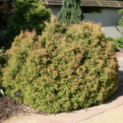 Fire Chief™ Arborvitae 5 Fire Chief™ Arborvitae -Great Garden Plants Shop ThujaFireChiefIMG 4007 1000x1000 042b281