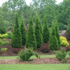 North Pole® Arborvitae 8 North Pole® Arborvitae -Great Garden Plants Shop ThujaNorthPoleIMG 9727 800x800 614acb6