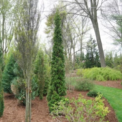 Sting™ Arborvitae 6 Sting™ Arborvitae -Great Garden Plants Shop ThujaStingDSC08025 800x800 53ffe22