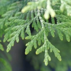 Full Speed A Hedge® 'American Pillar' Arborvitae 11 Full Speed A Hedge® 'American Pillar' Arborvitae -Great Garden Plants Shop Thuja American Pillar 10 P sw