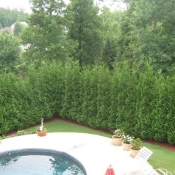 Full Speed A Hedge® 'American Pillar' Arborvitae 8 Full Speed A Hedge® 'American Pillar' Arborvitae -Great Garden Plants Shop Thuja American Pillar 3 sw