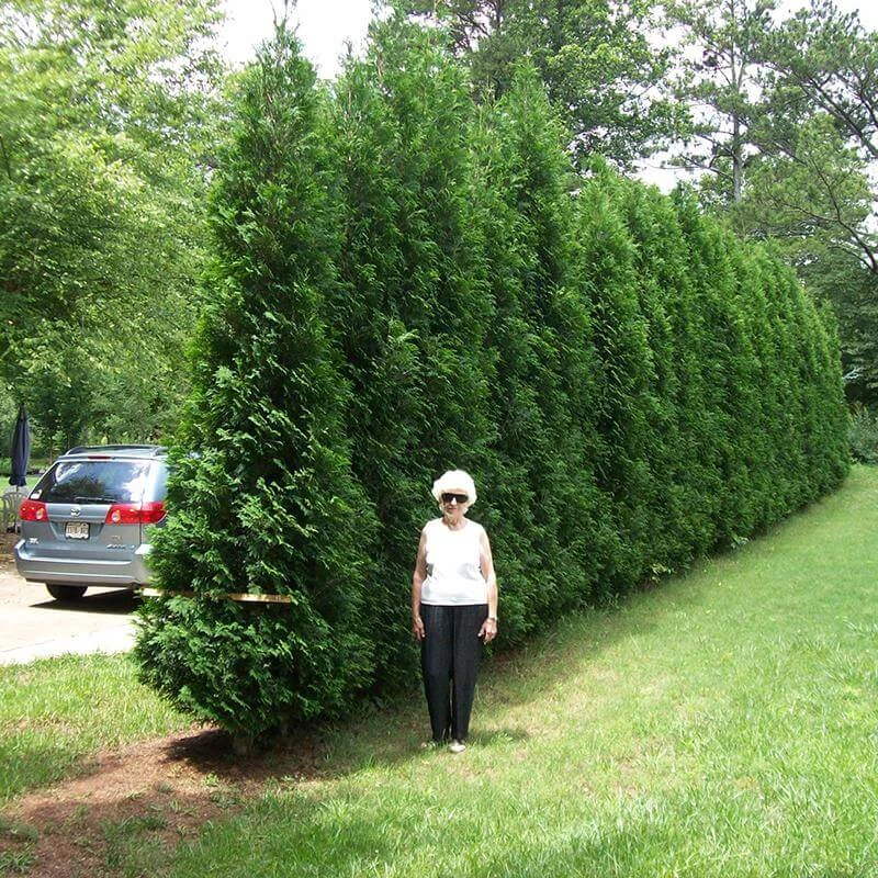 Full Speed A Hedge® 'American Pillar' Arborvitae 1 Full Speed A Hedge® 'American Pillar' Arborvitae