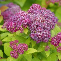 Double Play® Dolly⢠Spirea
