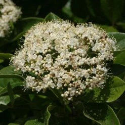 Brandywine™ Witherod Viburnum -Great Garden Plants Shop Viburnum Brandywine 4 P sw