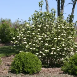 Red Balloon® Lantanaphyllum Viburnum -Great Garden Plants Shop Viburnum Red Balloon 2