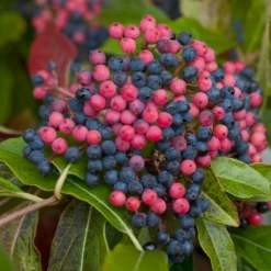 Brandywine™ Witherod Viburnum -Great Garden Plants Shop ViburnumBrandywineIMG 0212 800x800 ff3c145