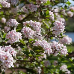 Spice GirlĀ® Koreanspice Viburnum