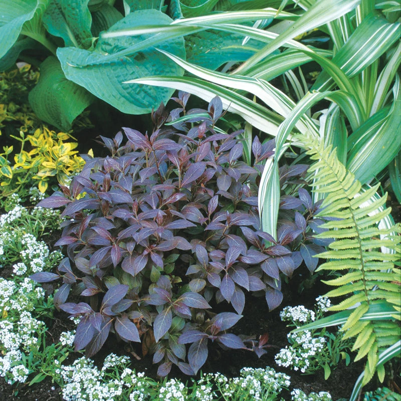 Midnight Wine Shine™ Weigela 1 Midnight Wine Shine™ Weigela