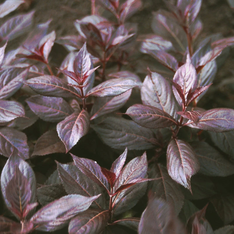 Midnight Wine Shine™ Weigela 3 Midnight Wine Shine™ Weigela - Image 3
