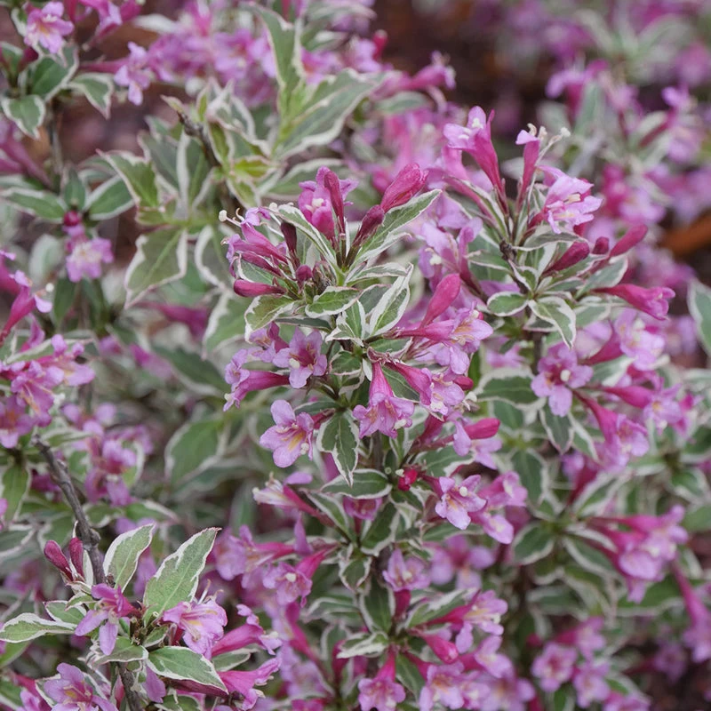 My Monet Purple Effect® Weigela 3 My Monet Purple Effect® Weigela - Image 3