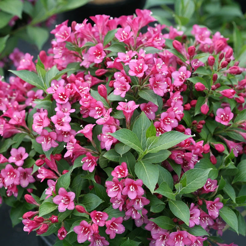 Snippet® Dark Pink Weigela 1 Snippet® Dark Pink Weigela