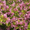 Snippet Lime® Weigela