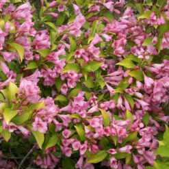 Snippet Lime® Weigela