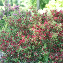 Sonic BloomĀ® Red Weigela