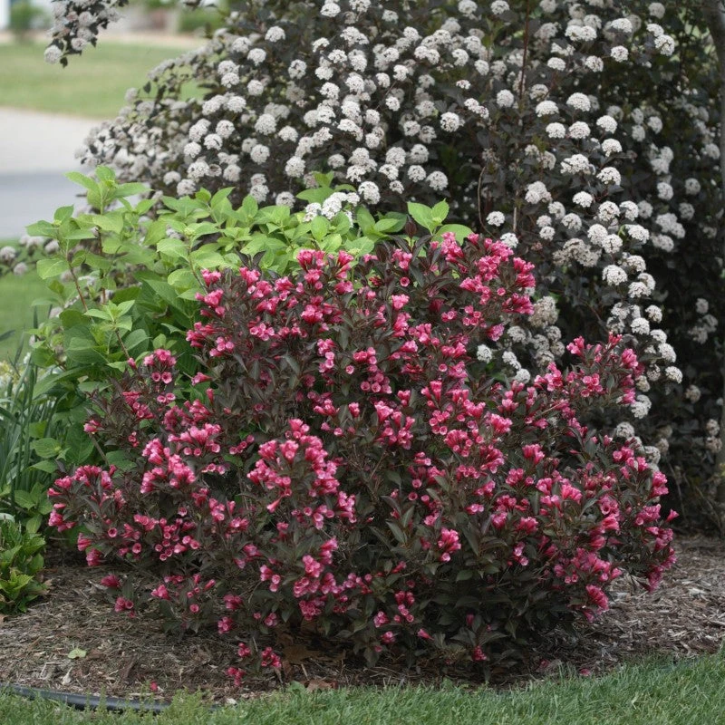 Wine & Roses Weigela 3 Wine & Roses Weigela - Image 3